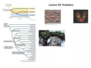 Lecture VIII Protistans