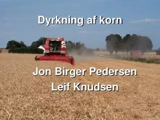 dyrkning af korn