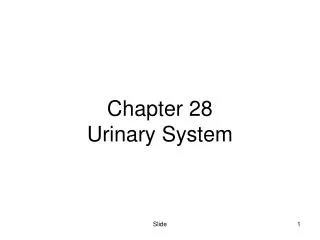 Chapter 28 Urinary System