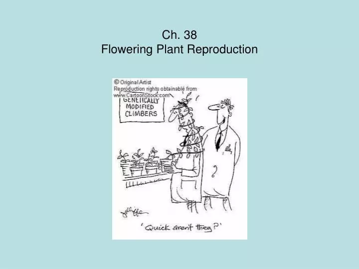 ch 38 flowering plant reproduction