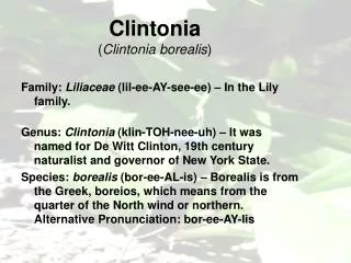 Clintonia ( Clintonia borealis )