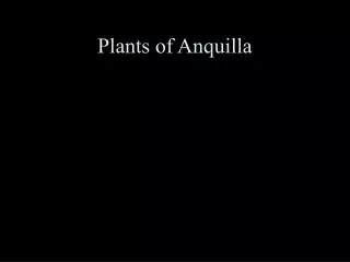 Plants of Anquilla