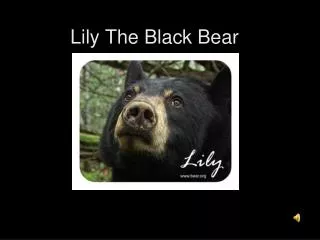 Lily The Black Bear