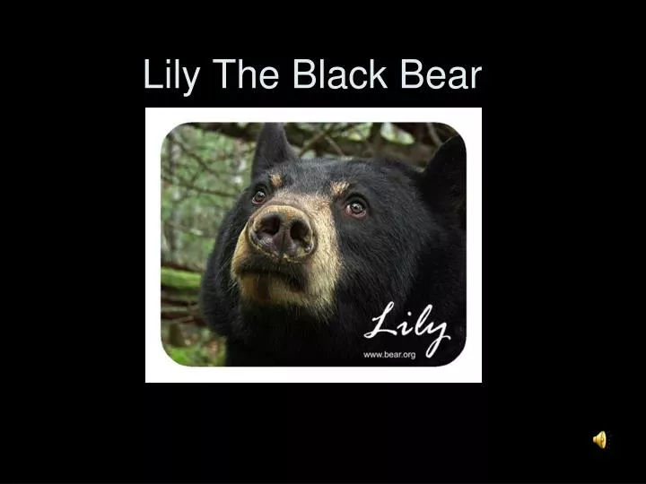 lily the black bear