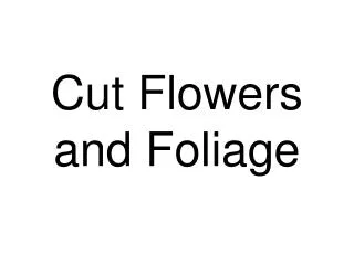 Cut Flowers and Foliage