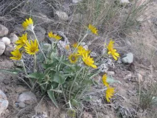 Balsamorhiza - Balsamroot