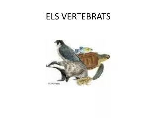els vertebrats