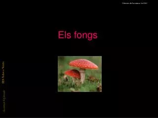 els fongs