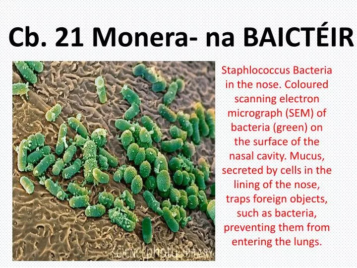 cb 21 monera na baict ir