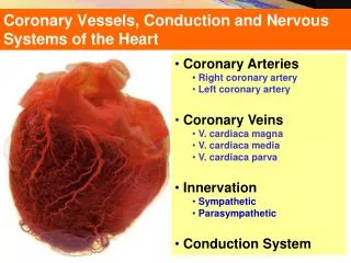 Coronary Vessels, Conduction and Nervous Systems of the Heart
