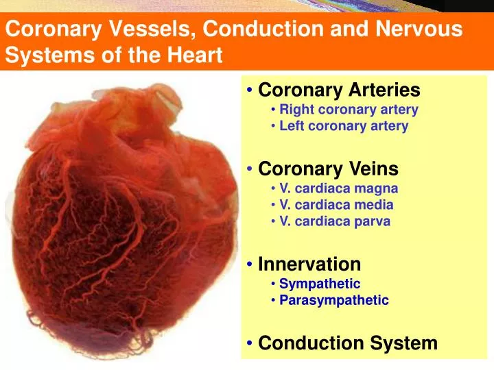 coronary vessels conduction and nervous systems of the heart