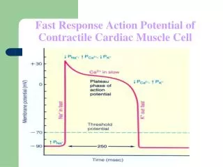 Fast Response Action Potential of Contractile Cardiac Muscle Cell