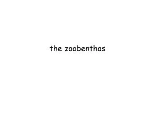 the zoobenthos