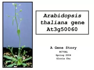 Arabidopsis thaliana gene At3g50060