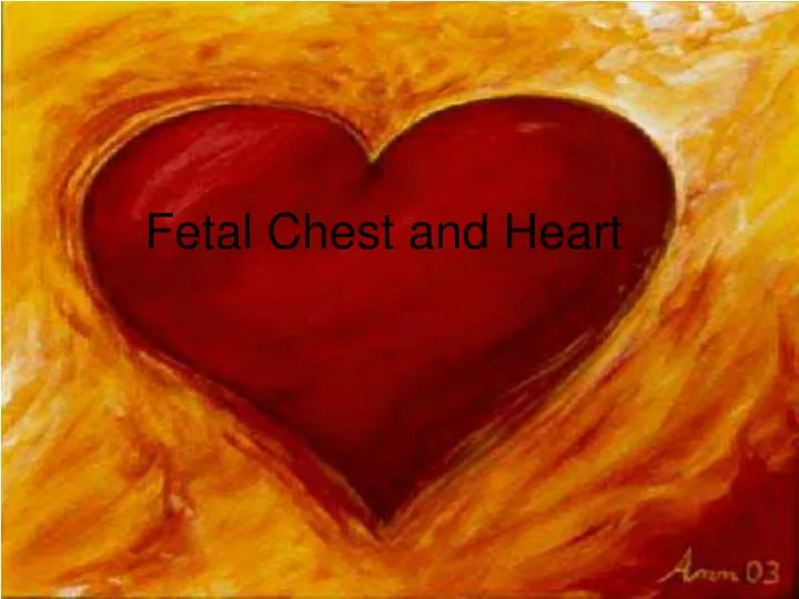 fetal chest and heart