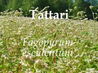 tattari