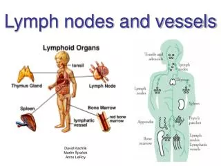 Lymph nodes and vessels