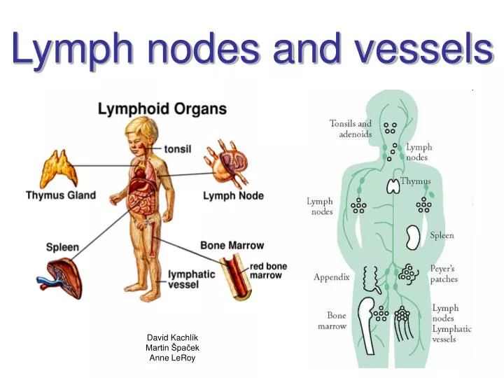 lymph nodes and vessels