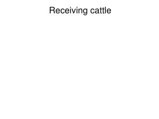 Receiving cattle