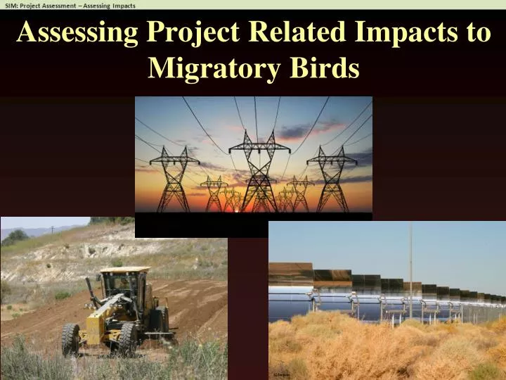 assessing project related impacts to migratory birds