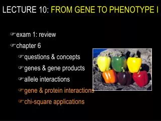 LECTURE 10: FROM GENE TO PHENOTYPE I