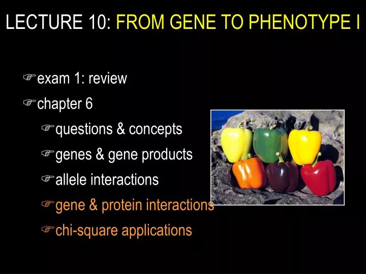 lecture 10 from gene to phenotype i