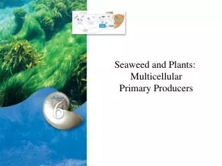 Seaweed and Plants: Multicellular Primary Producers