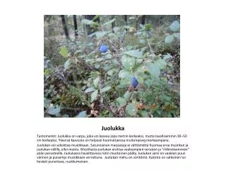 juolukka