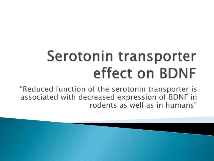 serotonin transporter effect on bdnf