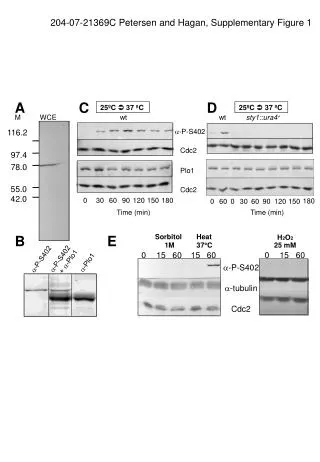 204-07-21369C Petersen and Hagan, Supplementary Figure 1