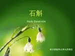 Herb Dendrobii