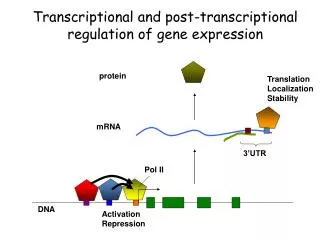 Transcriptional and post-transcriptional regulation of gene expression