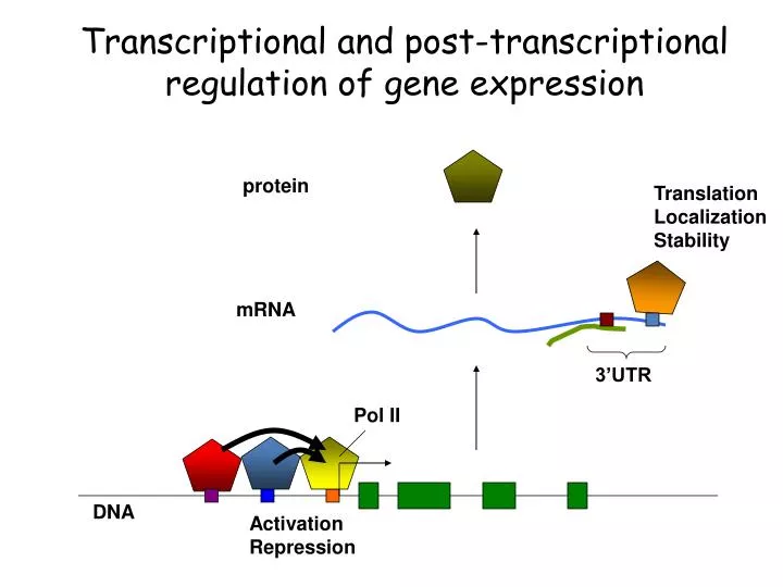 transcriptional and post transcriptional regulation of gene expression