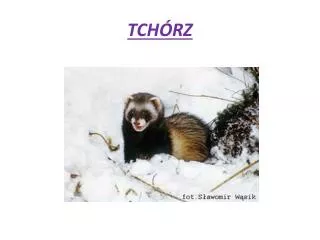 tch rz