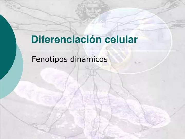 diferenciaci n celular