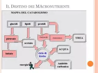 il destino dei macronutrienti