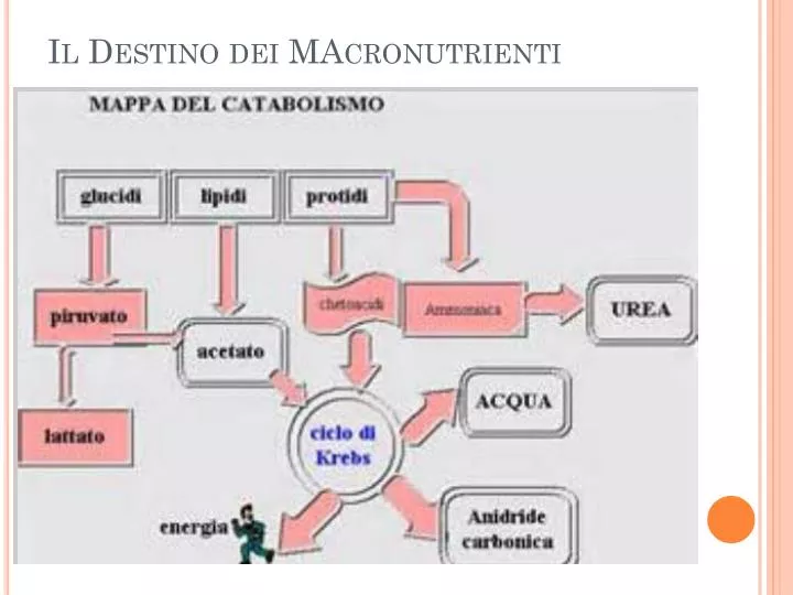 il destino dei macronutrienti