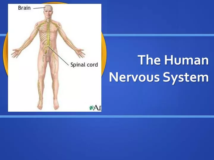 the human nervous system