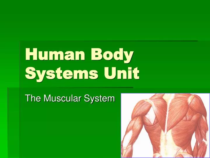 human body systems unit