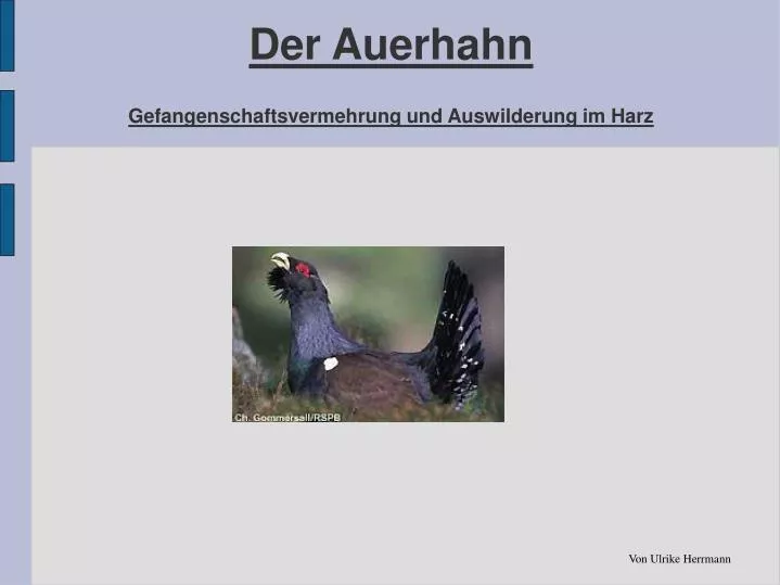 der auerhahn gefangenschaftsvermehrung und auswilderung im harz