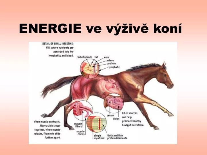 energie ve v iv kon