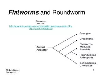 Flatworms and Roundworm