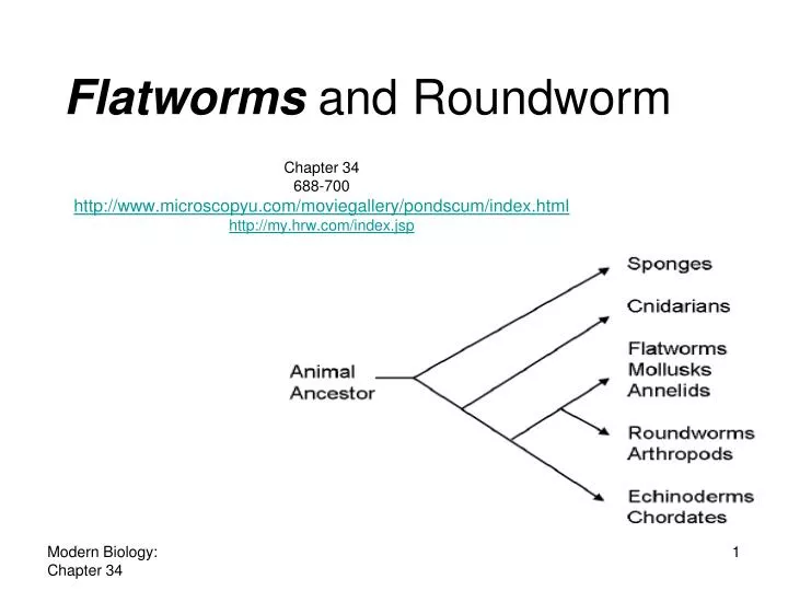 flatworms and roundworm