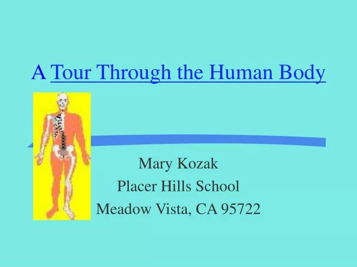 a tour through the human body