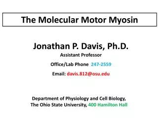 The Molecular Motor Myosin