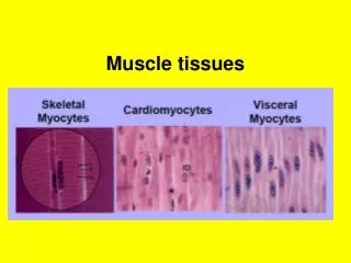 Muscle tissues