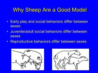 Why Sheep Are a Good Model