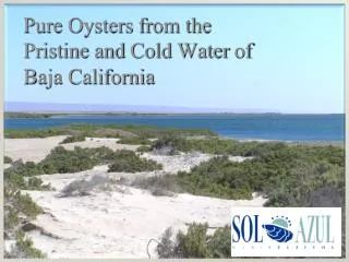 Pure Oysters from the Pristine and Cold Water of Baja California