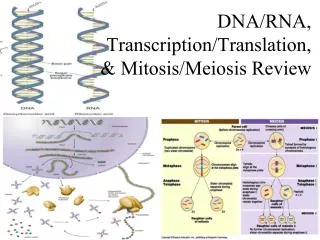 DNA/RNA, Transcription/Translation, &amp; Mitosis/Meiosis Review