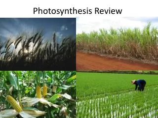 Photosynthesis Review